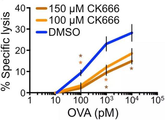 CK666作用下，T细胞对靶细胞裂解能力明显下降